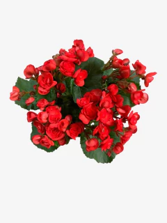 Begonia Elatior - VallsGarden