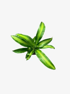 Palo de agua - comprar online