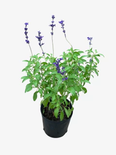 Salvia Farinasea - tienda online