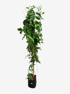 Bignonia Capreolata - VallsGarden