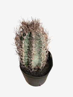 Cactus Capricorne en internet