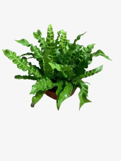 Asplenium Crispy Wave - tienda online