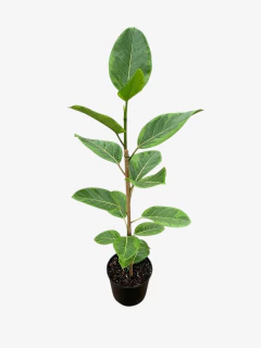 Ficus Altissima en internet