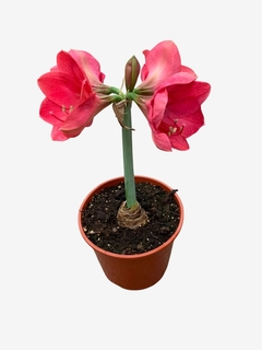 Amaryllis en internet