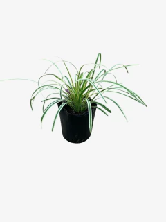 Liriope Muscari Variegata - VallsGarden