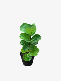 Ficus Pandurata Bambino - comprar online
