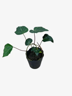 Hiedra canariensis - tienda online