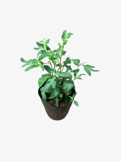 Ruda - tienda online