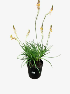 Bulbine Caulescens - comprar online