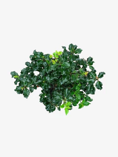 Ilex Meserveae Blue Princess (muérdago) - comprar online