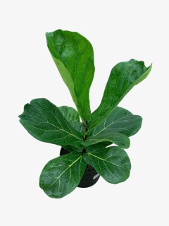 Ficus Pandurata en internet