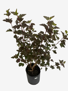 Physocarpus Opuliolius Diabolo en internet