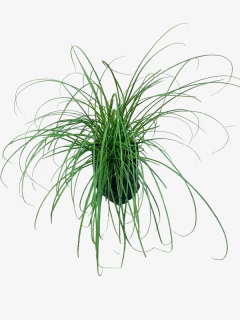 Carex Divulsa - tienda online