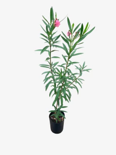 Laurel de Flor - VallsGarden