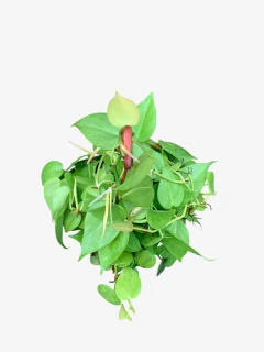 Cordatum Lemon - tienda online