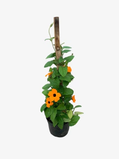 Ojo de Poeta - VallsGarden