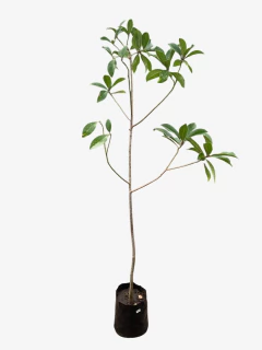 Imagen de magnolia Grandiflora