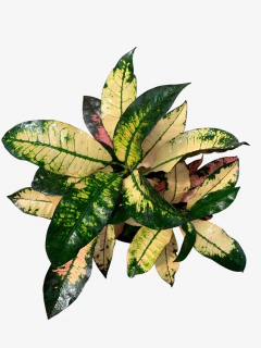 Croton Monalisa - comprar online