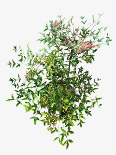 Nandina domestica en internet