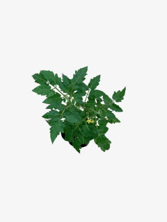 Tomate Cherry - comprar online