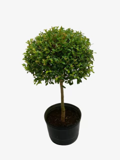 Eugenia Topiaria en internet