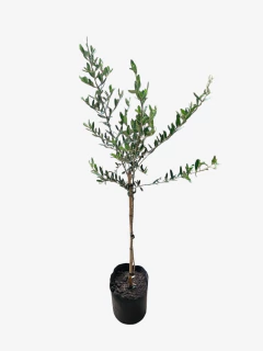 Olivo