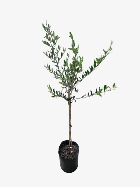 Olivo