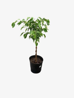 Ficus Benjamina Trenzado Topiario Diciplinado - comprar online