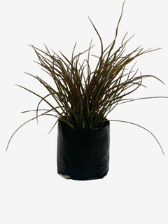 Phormium tenax ‘Jack Spratt’ (formio) - comprar online