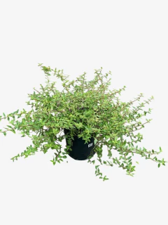 Abelia Nana Aurovariegata - comprar online