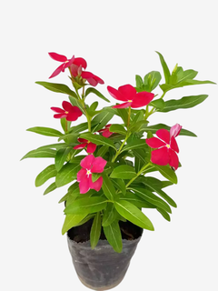 Vinca Pervinca - tienda online