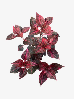 Iresine Herbstii - comprar online