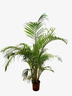 Areca - comprar online