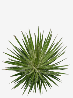 Agave Schidigera White Sprite - comprar online