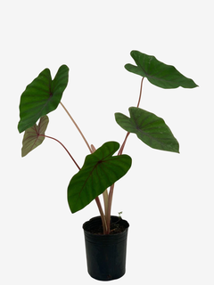 Colocasia Esculenta "Blue Hawaii" en internet
