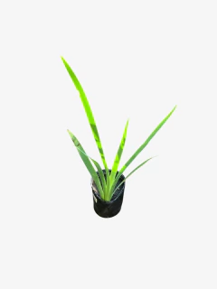 Iris Luisiana en internet