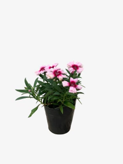 Clavelina - comprar online