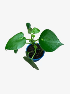 Pilea Polybotrya Kunt - comprar online