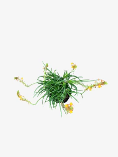 Bulbine Caulescens en internet