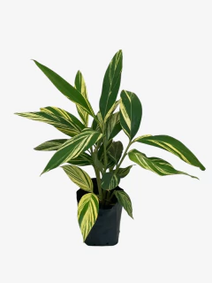 Alpinia Zerumbet Variegata - comprar online