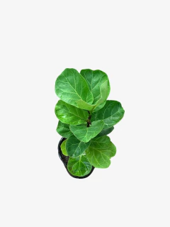 Ficus Pandurata Bambino en internet