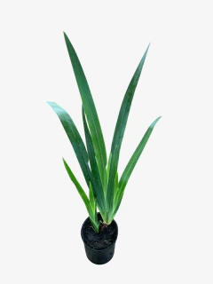 Iris Neomarica - tienda online