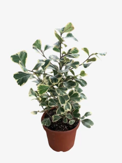 Ficus Triangularis - comprar online