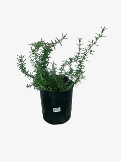 Romero rastrero - tienda online