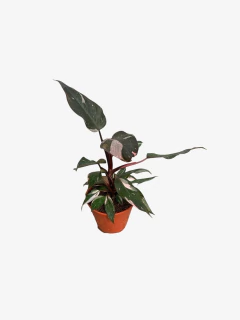 Philodendro Pink Princess - comprar online