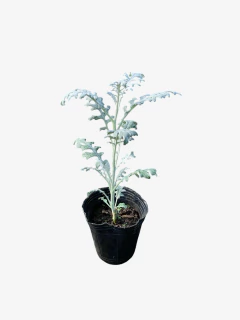 Cineraria Marítima - comprar online