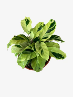 Calathea Yellow Fussion