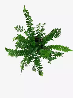 Helecho Pellaea Rotundifolia - comprar online