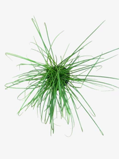 Carex Divulsa en internet