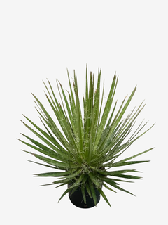Agave Schidigera White Sprite - tienda online
